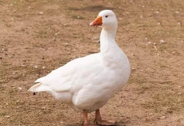 鸭鹅病的特征图片,鸭鹅常见病的症状和治疗方法