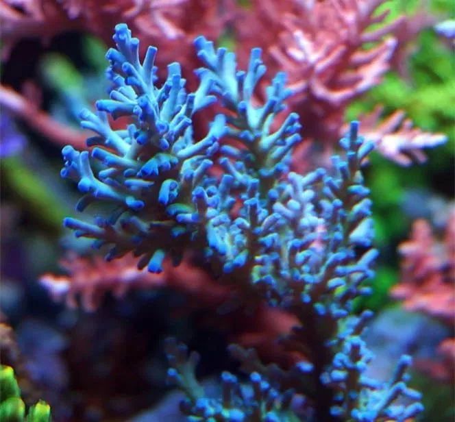 海缸可以养哪些生物,海缸要养哪些生物