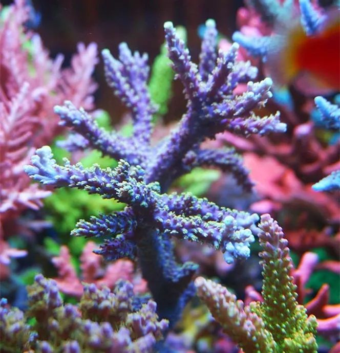 海缸可以养哪些生物,海缸要养哪些生物