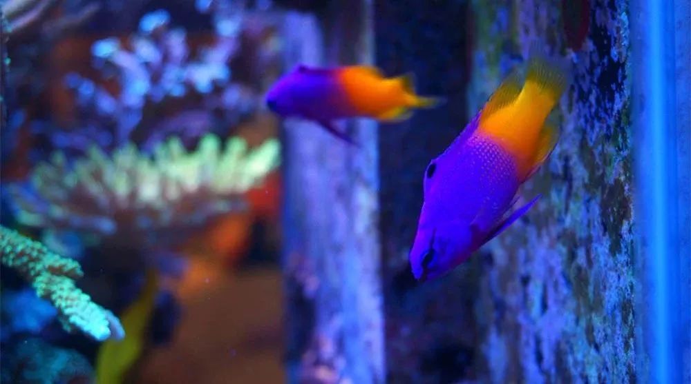 海缸可以养哪些生物,海缸要养哪些生物