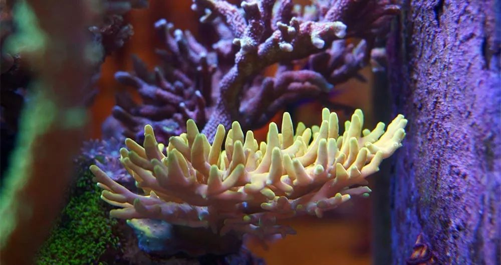 海缸可以养哪些生物,海缸要养哪些生物