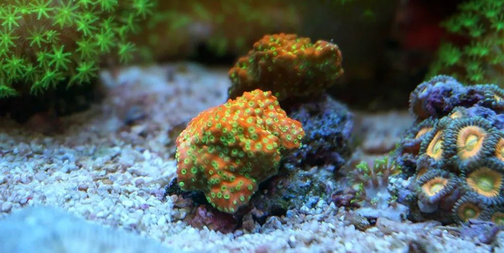 海缸可以养哪些生物,海缸要养哪些生物