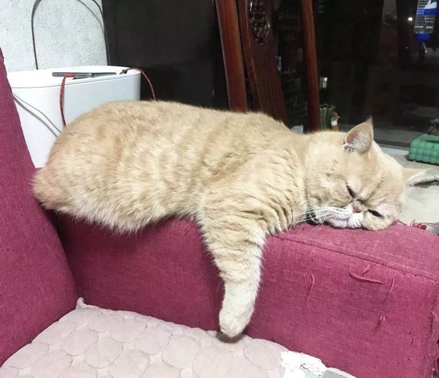 猫咪40度是发烧了吗,猫咪发烧的原因有哪些