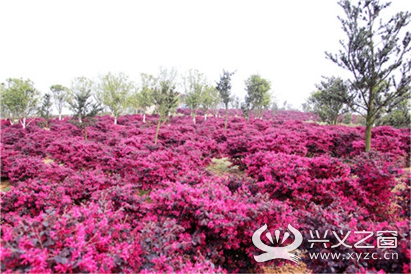 兴义市幸福路人工湖红花檵木“好招客”