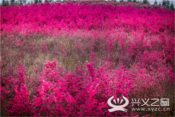 兴义市幸福路人工湖红花檵木“好招客”