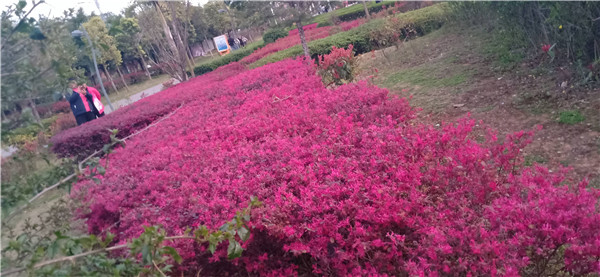 兴义市幸福路人工湖红花檵木“好招客”