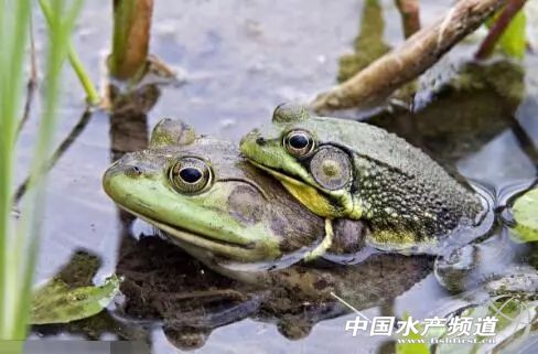 养殖青蛙池建设,养殖青蛙的前景如何