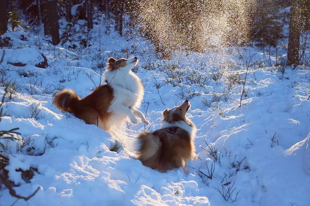 生活在这里的狗子，上辈子一定拯救过银河系｜芬兰制造Part2