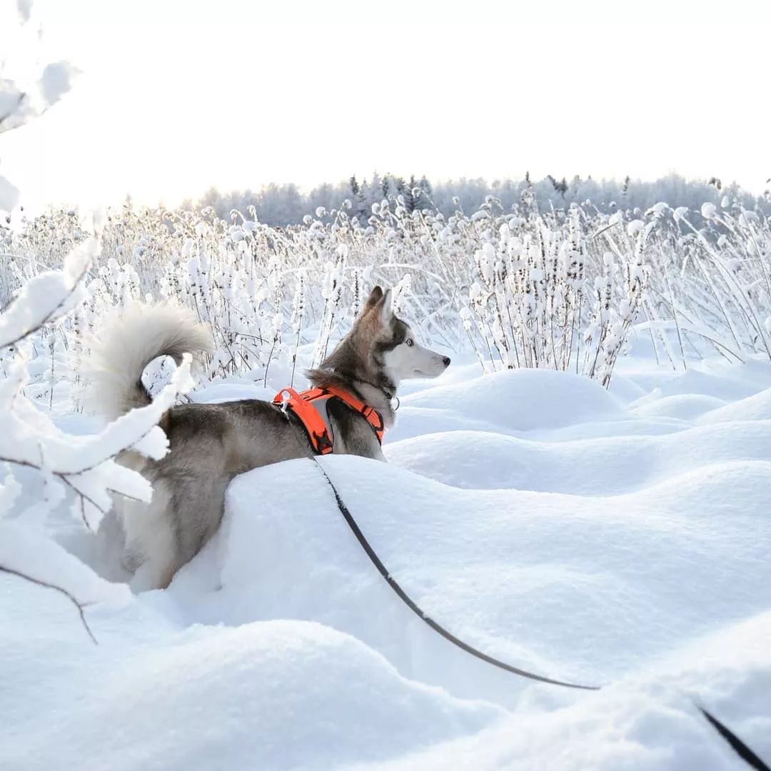 生活在这里的狗子，上辈子一定拯救过银河系｜芬兰制造Part2