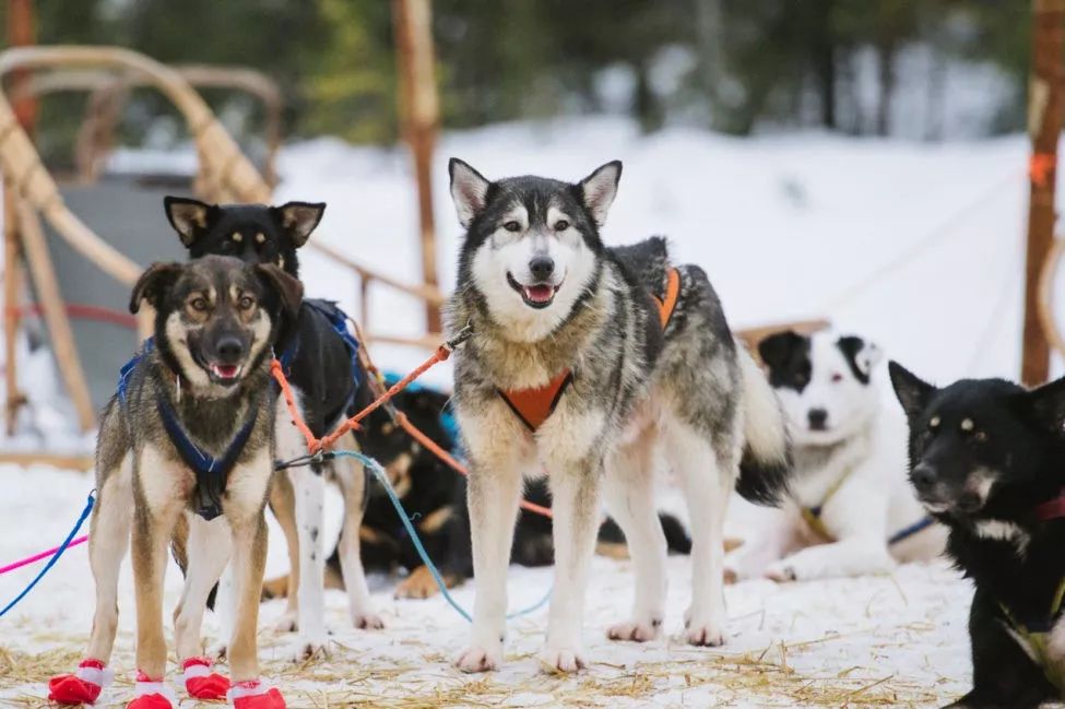 生活在这里的狗子，上辈子一定拯救过银河系｜芬兰制造Part2