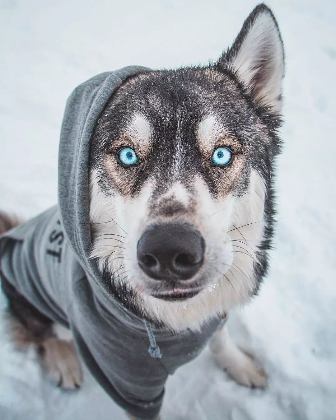 生活在这里的狗子，上辈子一定拯救过银河系｜芬兰制造Part2