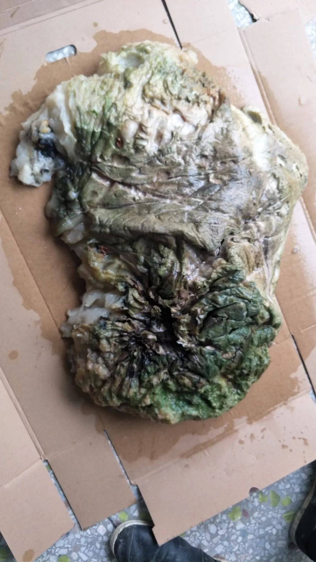 太岁到底是什么生物,太岁是挖出来的吗