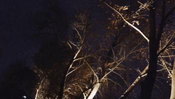 初春的西影厂，是那棵法国梧桐树下的日料店