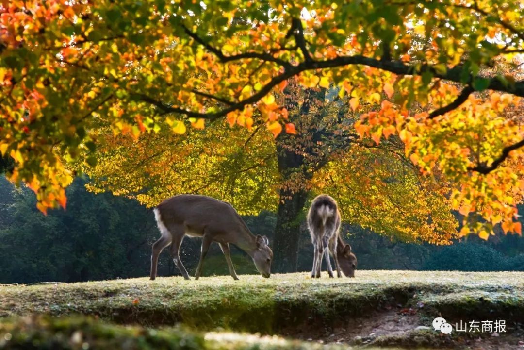 商报旅行家首发日本定制团，共迎烂漫四月天！3月10日说明会开始抢位……