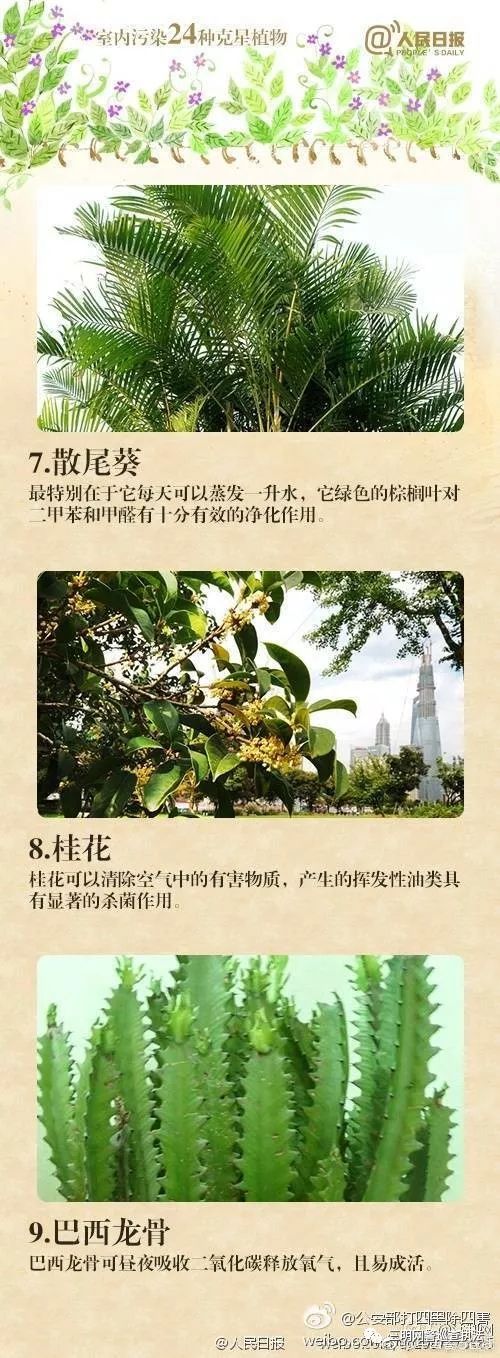 吸甲醛第一名绿植,央视公认除甲醛植物