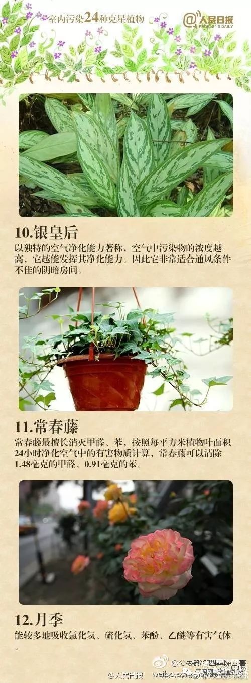 吸甲醛第一名绿植,央视公认除甲醛植物