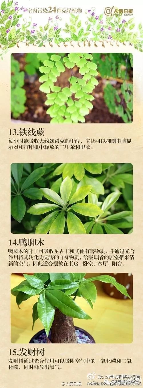 吸甲醛第一名绿植,央视公认除甲醛植物