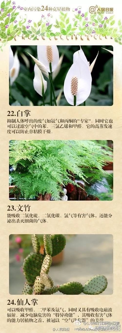 吸甲醛第一名绿植,央视公认除甲醛植物