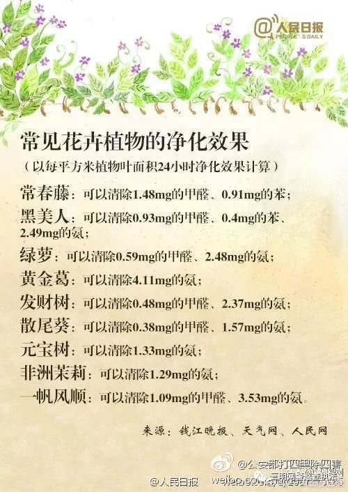 吸甲醛第一名绿植,央视公认除甲醛植物