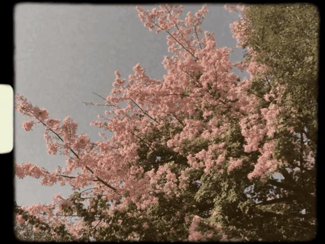 简单常用拍vlog的app及剪辑,手把手教你拍vlog新手教程