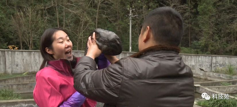 鱼爸孵卵，野猪打洞，蜂王也能把钱赚！