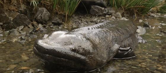 鱼爸孵卵，野猪打洞，蜂王也能把钱赚！