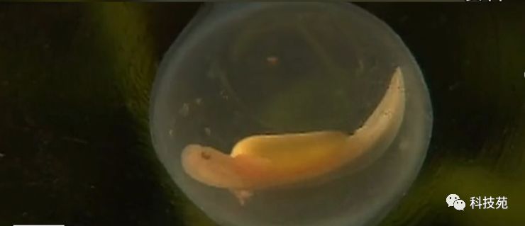 鱼爸孵卵，野猪打洞，蜂王也能把钱赚！