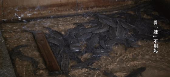 鱼爸孵卵，野猪打洞，蜂王也能把钱赚！