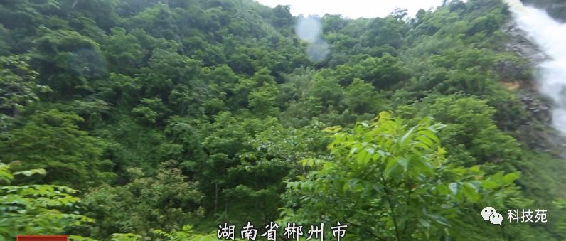 鱼爸孵卵，野猪打洞，蜂王也能把钱赚！