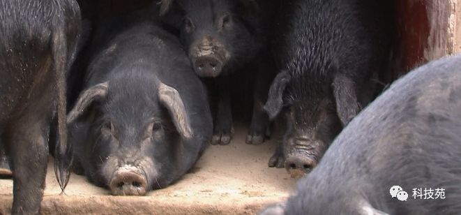 鱼爸孵卵，野猪打洞，蜂王也能把钱赚！