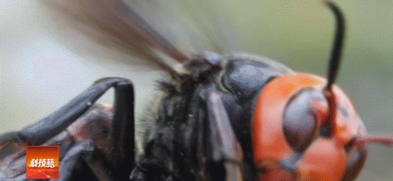 鱼爸孵卵，野猪打洞，蜂王也能把钱赚！