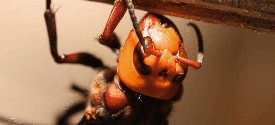 鱼爸孵卵，野猪打洞，蜂王也能把钱赚！