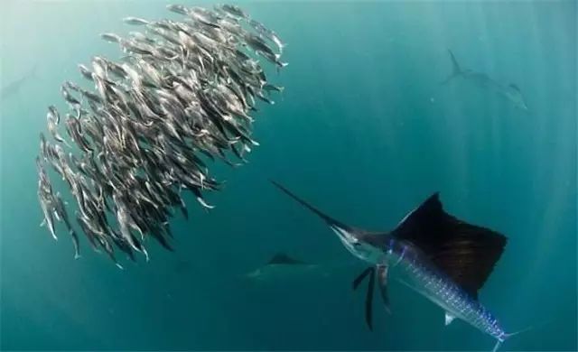 人性的25种缺点,人性的26个弱点图片