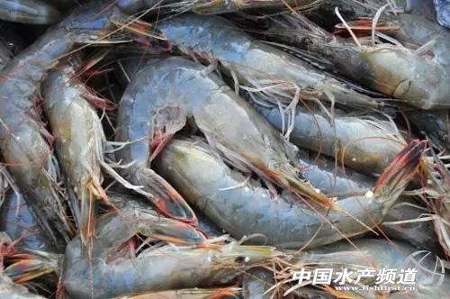 吃了这么多年鱼,虾的品种和口感有什么区别