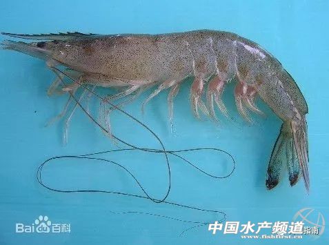 吃了这么多年鱼,虾的品种和口感有什么区别
