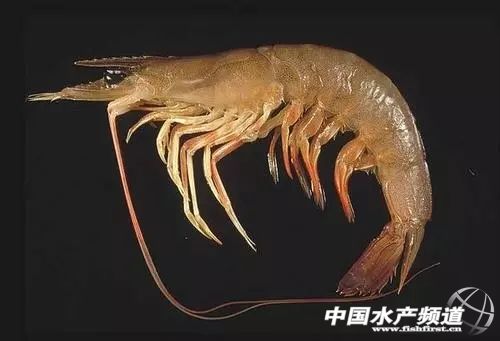 吃了这么多年鱼,虾的品种和口感有什么区别
