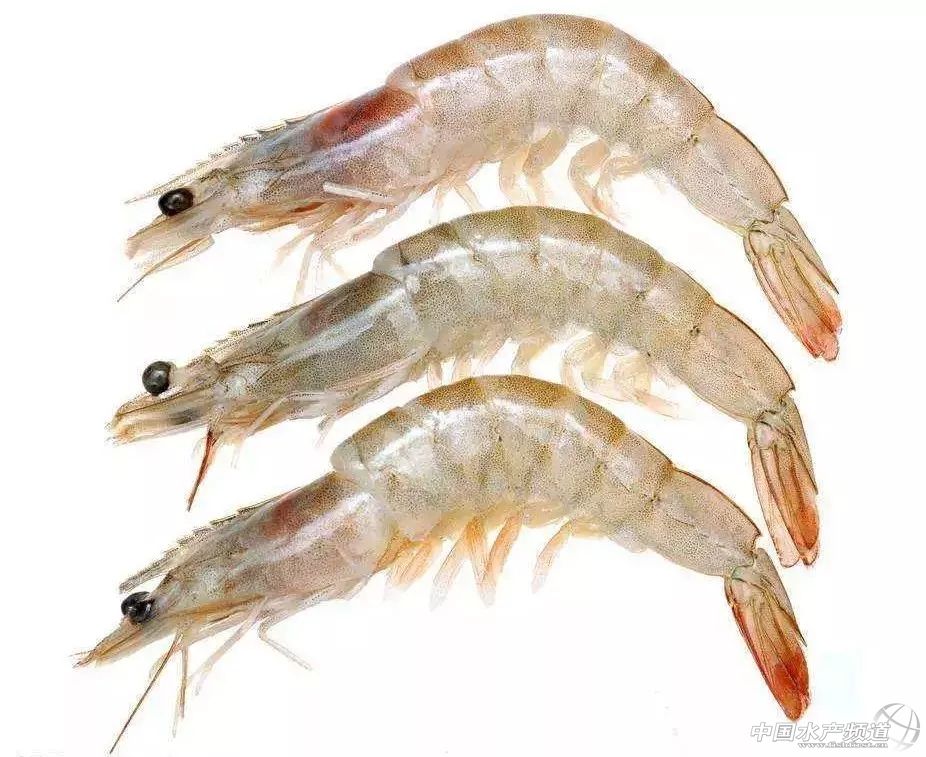 吃了这么多年鱼,虾的品种和口感有什么区别