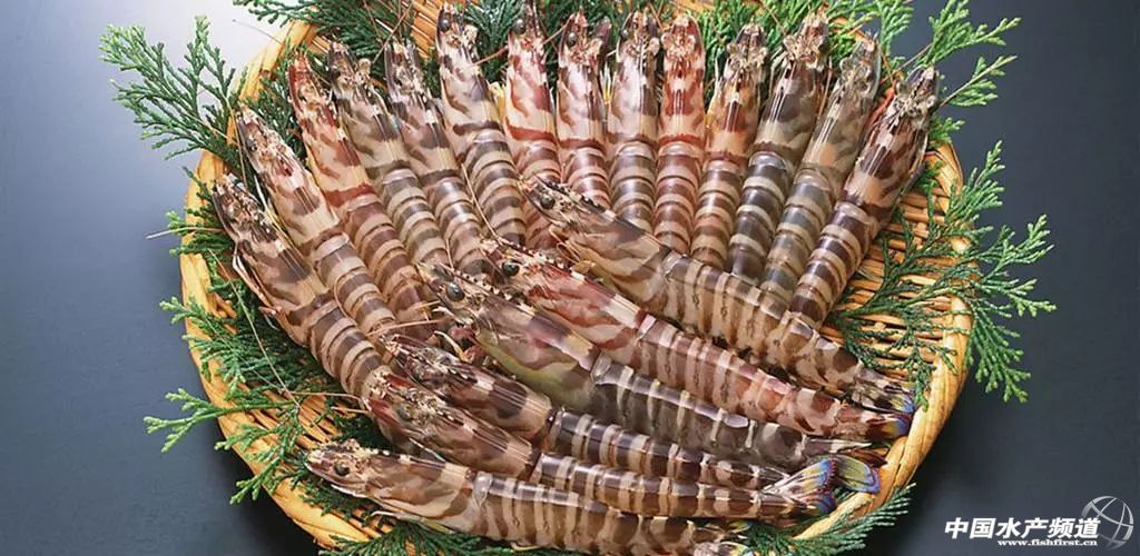 吃了这么多年鱼,虾的品种和口感有什么区别