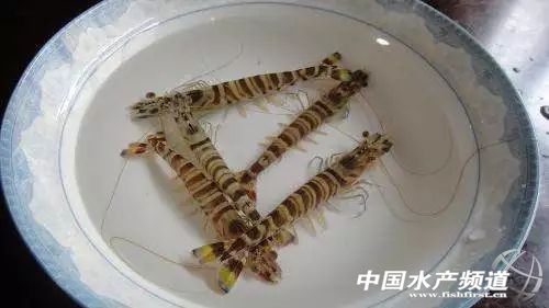 吃了这么多年鱼,虾的品种和口感有什么区别