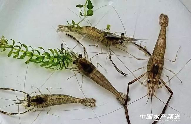 吃了这么多年鱼,虾的品种和口感有什么区别