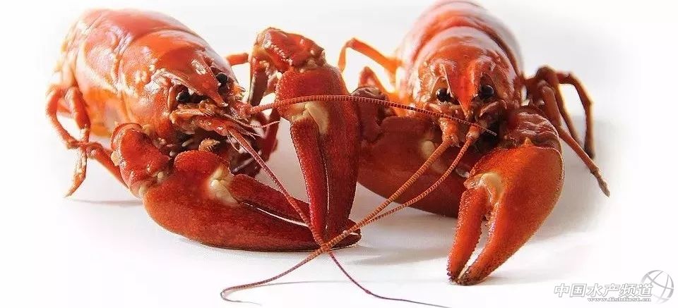 吃了这么多年鱼,虾的品种和口感有什么区别