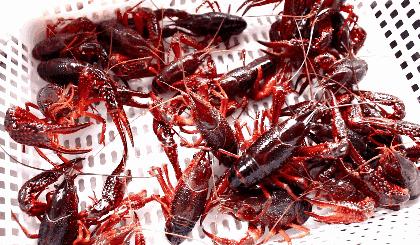 吃了这么多年鱼,虾的品种和口感有什么区别