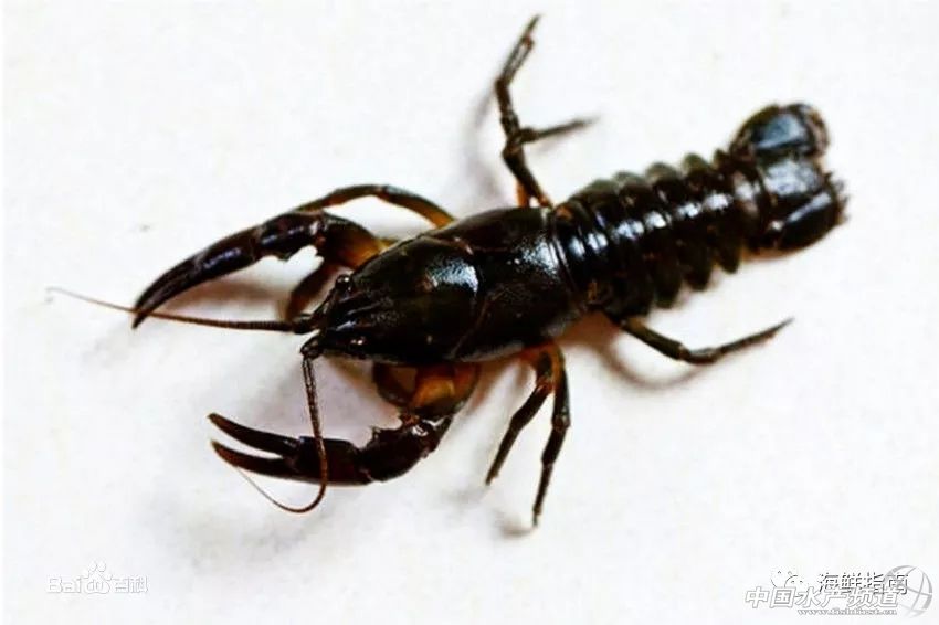 吃了这么多年鱼,虾的品种和口感有什么区别