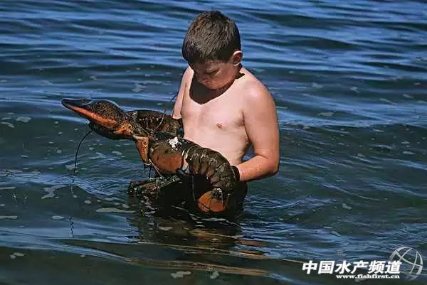 吃了这么多年鱼,虾的品种和口感有什么区别