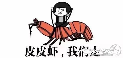 吃了这么多年鱼,虾的品种和口感有什么区别