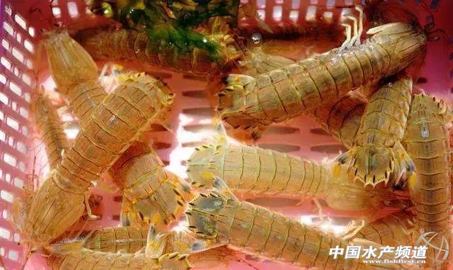 吃了这么多年鱼,虾的品种和口感有什么区别