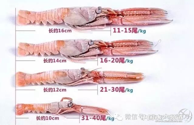 吃了这么多年鱼,虾的品种和口感有什么区别