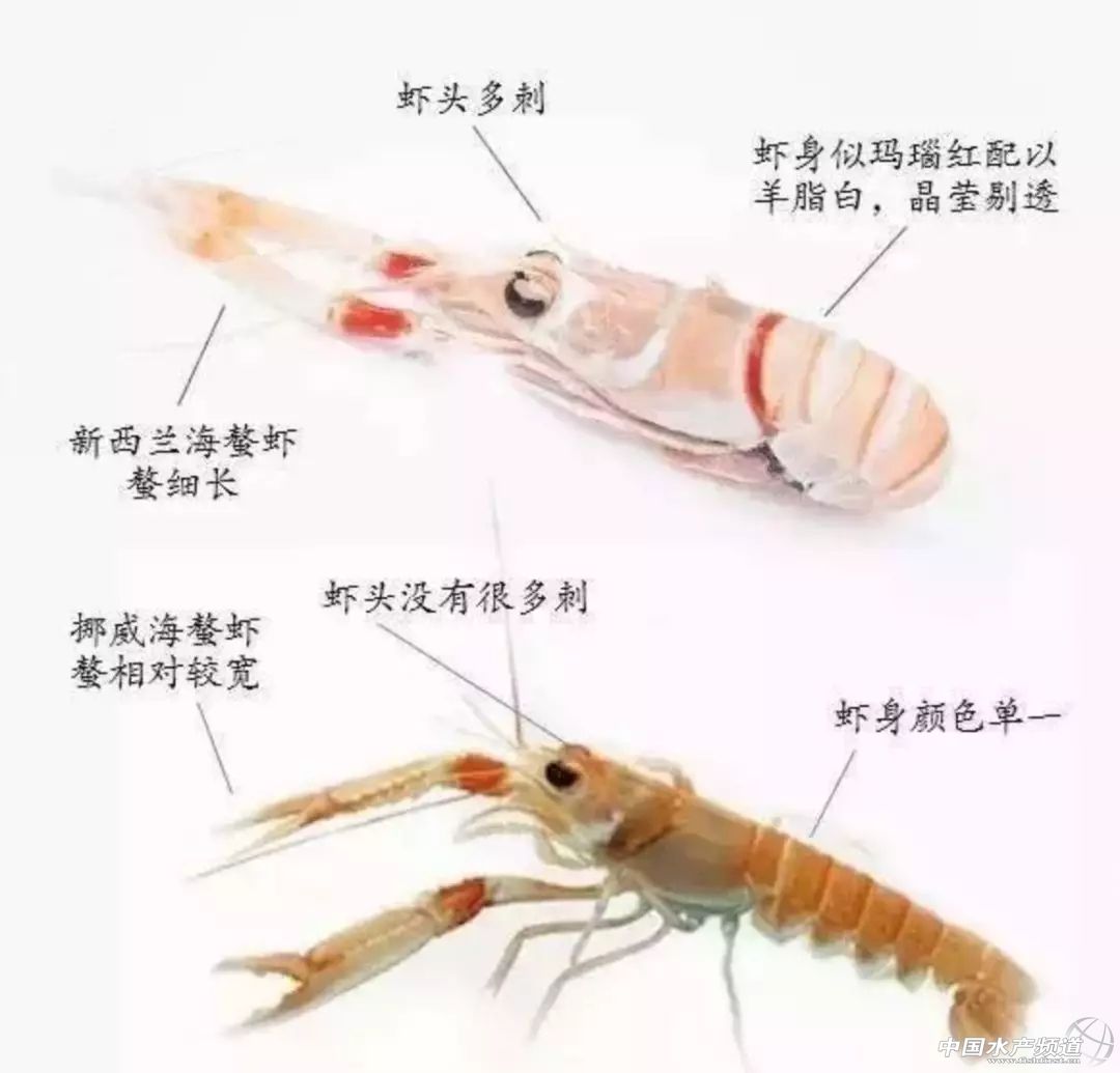 吃了这么多年鱼,虾的品种和口感有什么区别