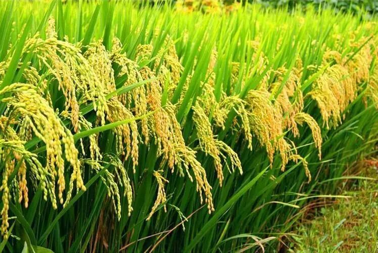 正宗中华竹稻多少钱一斤,正宗的中华竹稻米多少钱一斤