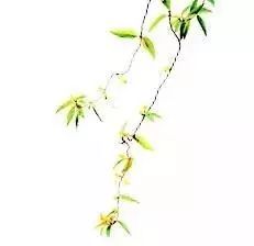 今日惊蛰！这条河已经悦动春的旋律～